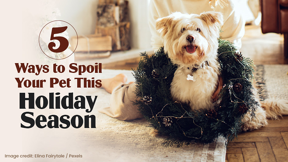Spoil Your Pet This Holiday