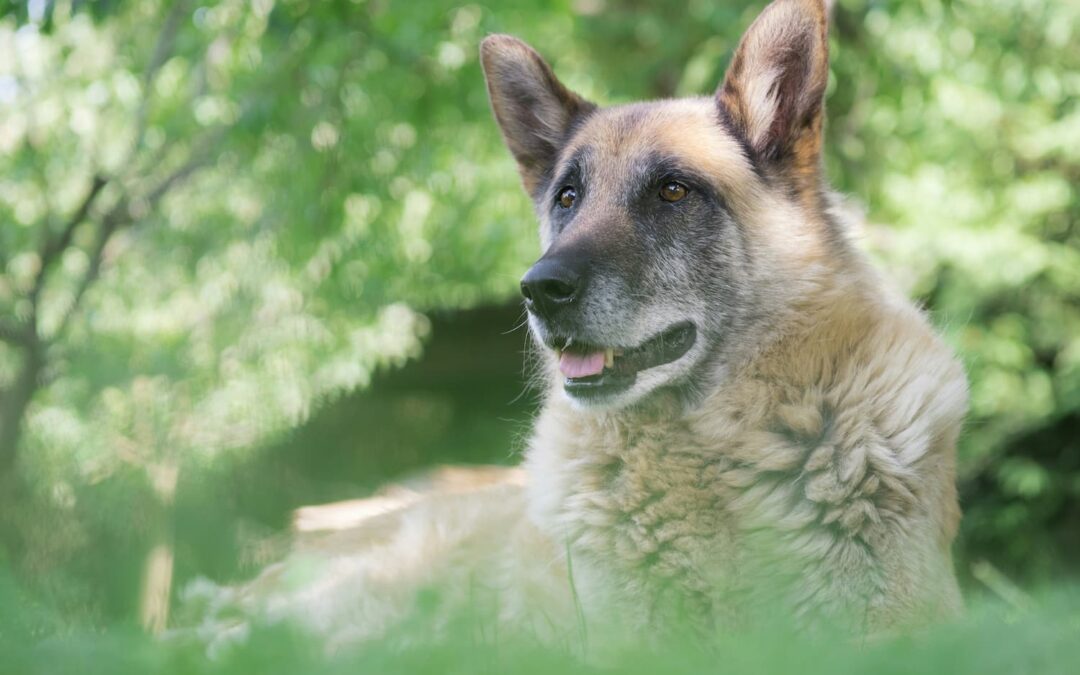 brown and black german shepherd on green grass field during daytime