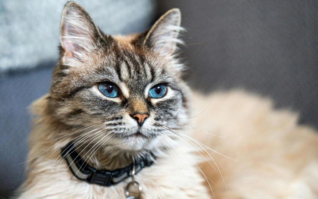 Monthly Prevention vs. “As Needed” Treatment: What’s Best for Your Pet?