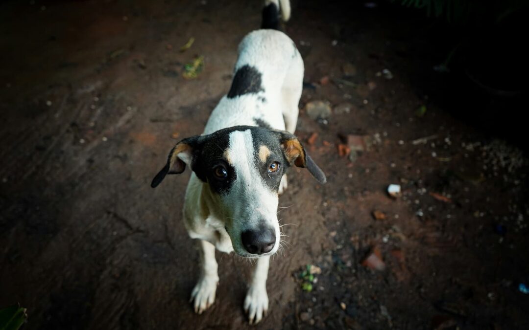 a black and white dog standing on top of a dirt field